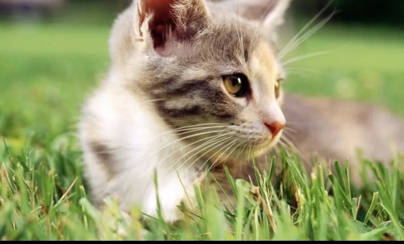 救助猫咪照片